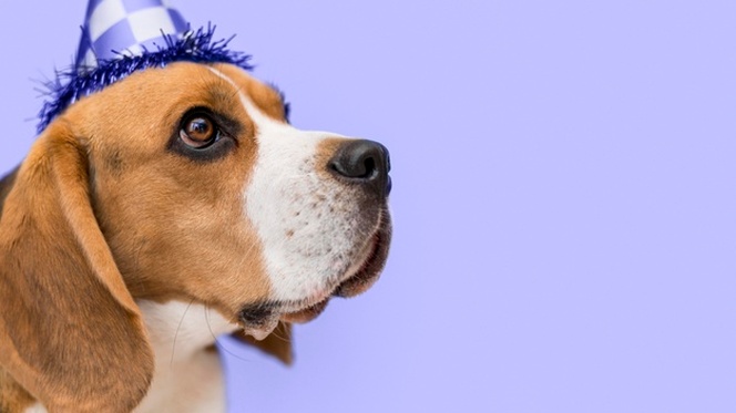 beagle wearing birthday hat in the color of the year 2022