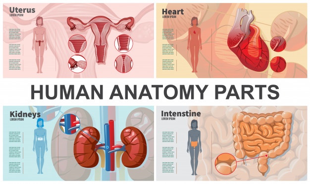 Cartoon human organs composition with woman silhouettes kidneys intestine heart uterus anatomy