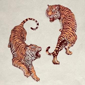 Hand drawn roaring yin yang tigers