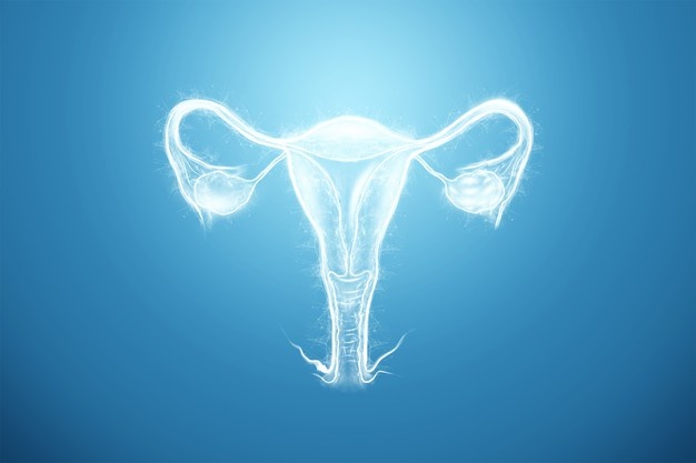 Hologram of the female organ of the uterus