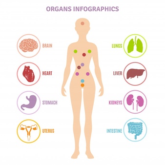 Human anatomy organs infographics