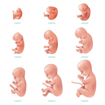 Human fetus inside icon set