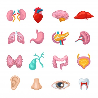 Human organs flat icons set