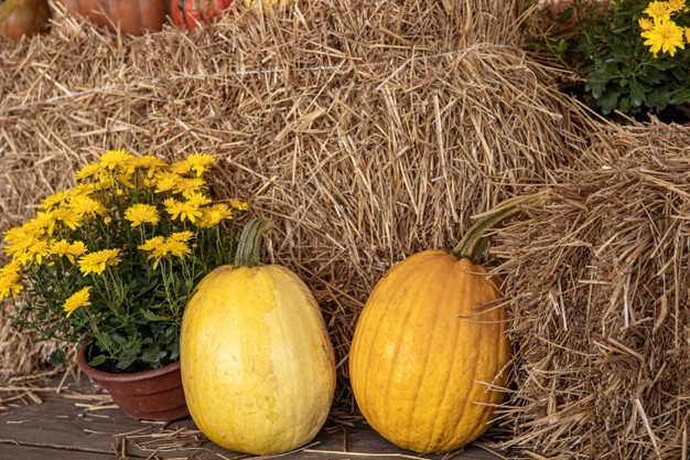 Large pumpkins among straw and flowers, rustic style, autumn harvest.