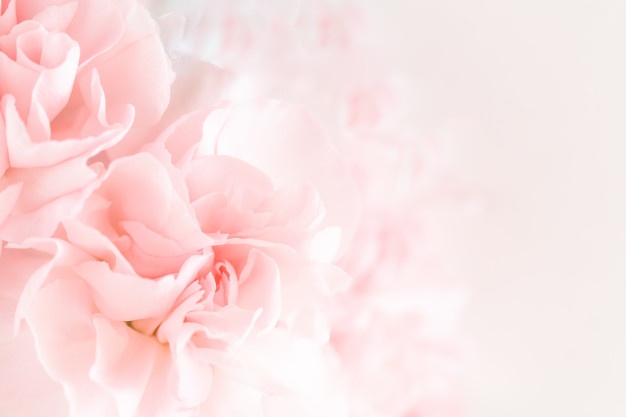 Pink carnation flowers bouquet.