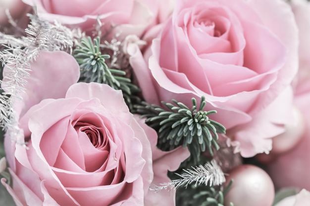 Pink roses with fir branches. macro flowers background for holiday brand design