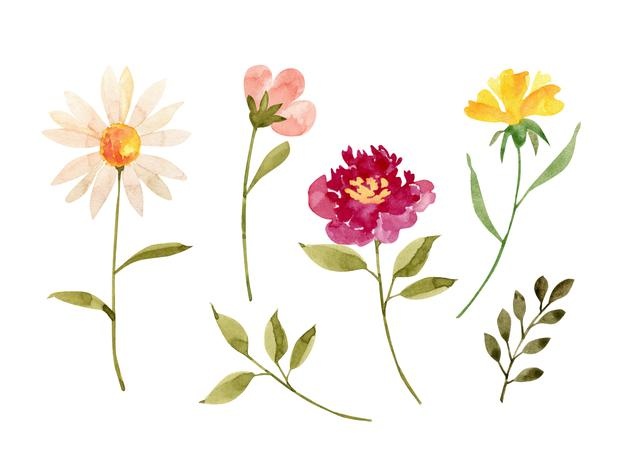 Set of delicate multicolored flowers and plants vector watercolor